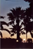 Palmen bij ondergaande zon